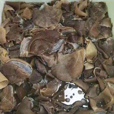 黄牛小叶片