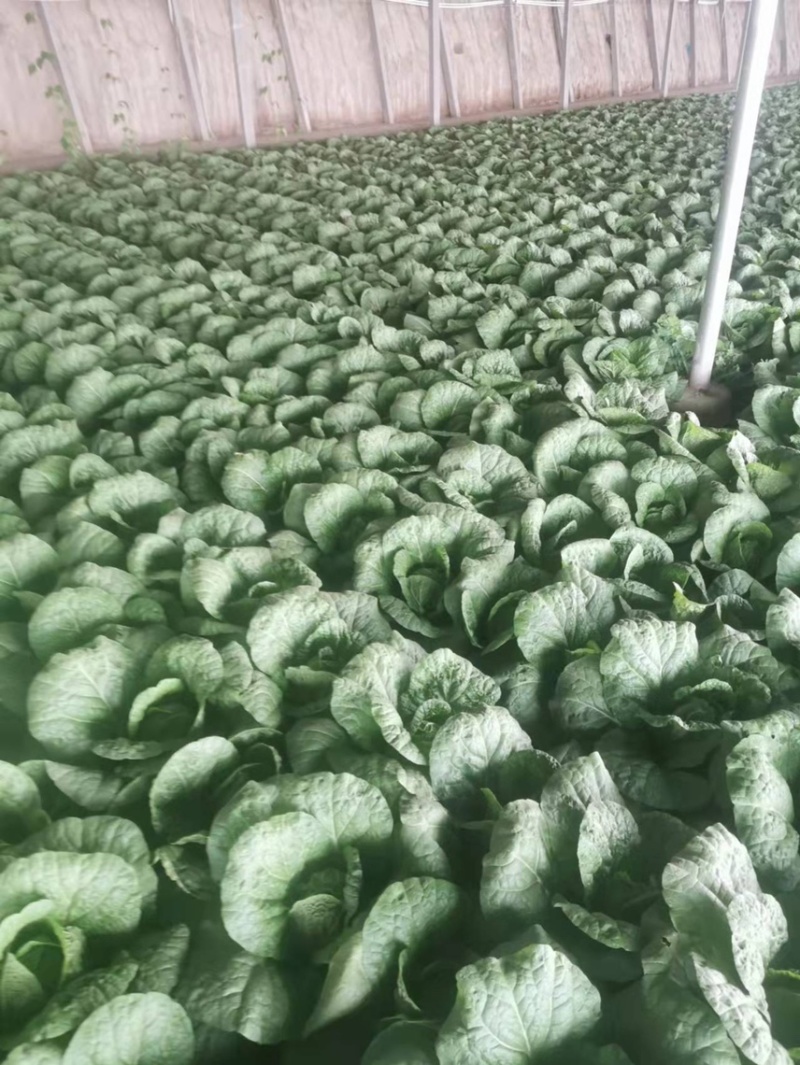 精品娃娃菜量大从优一手货源质量保障可视频看货
