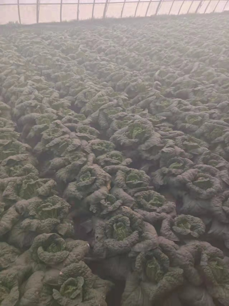 精品娃娃菜量大从优一手货源质量保障可视频看货