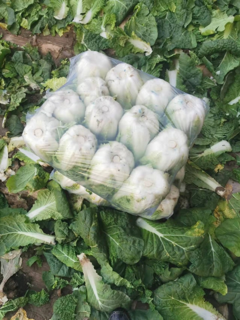 精品娃娃菜量大从优一手货源质量保障可视频看货