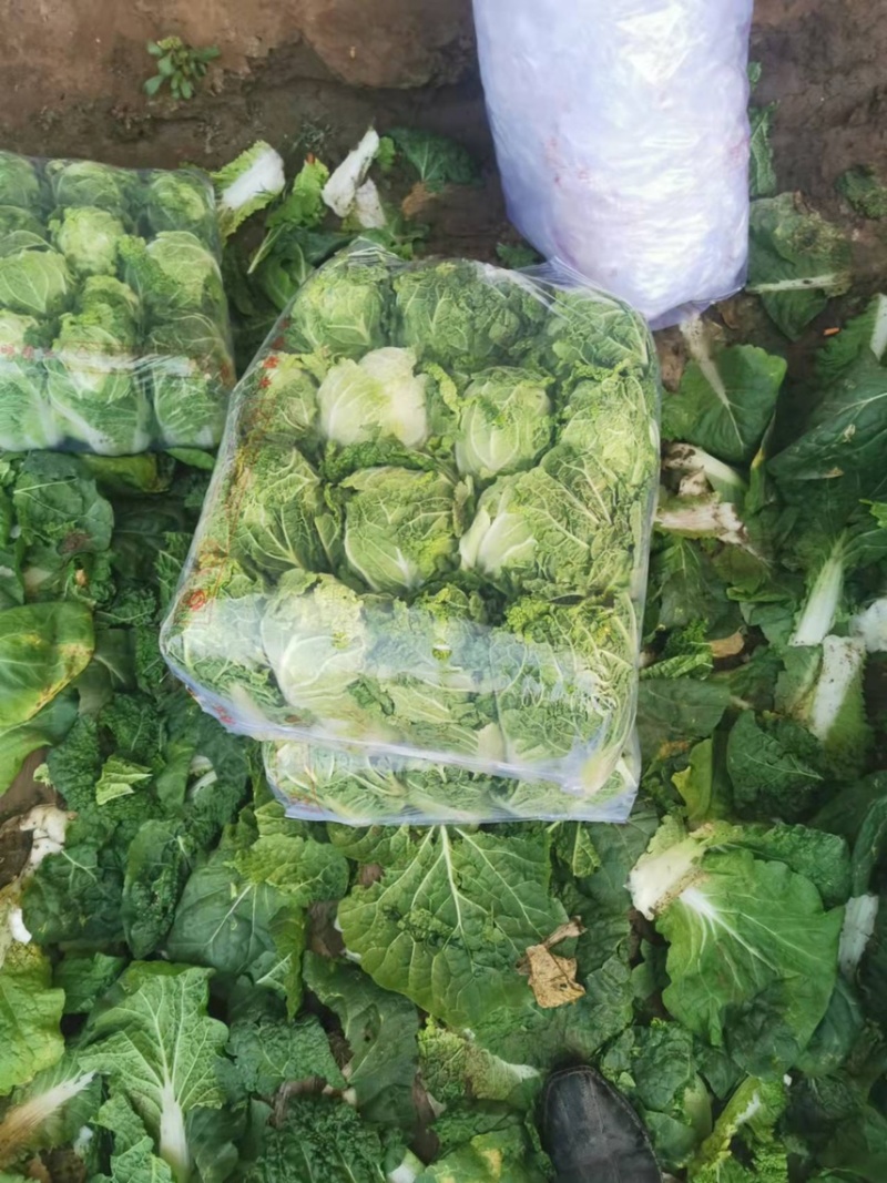精品娃娃菜量大从优一手货源质量保障可视频看货