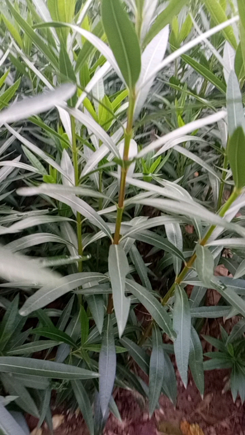 夹竹桃