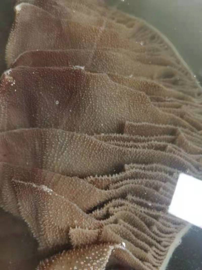 黑个毛肚