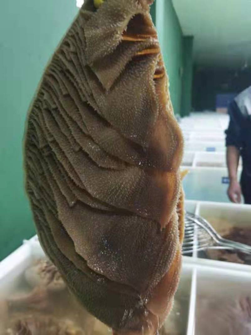 黑个毛肚