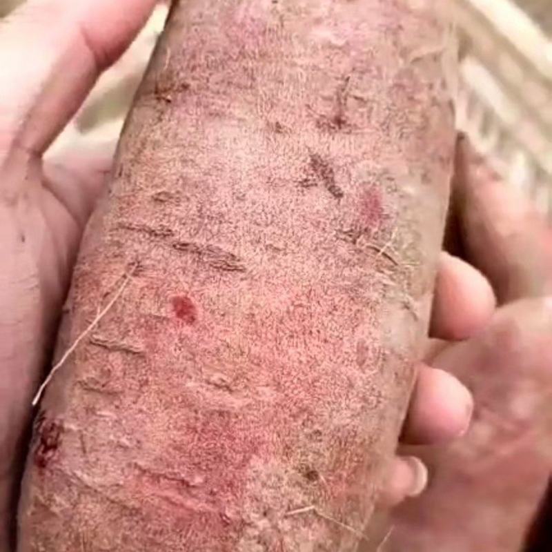 河北板栗薯济薯26质量保证诚信经营！