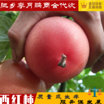 【力荐】河北万亩产地直供西红柿货源充足专业代办服务