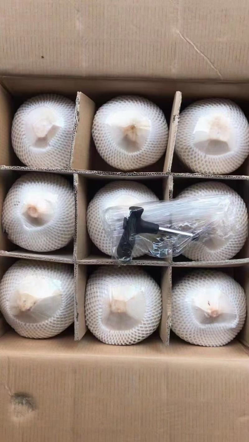 椰子精品随时有货