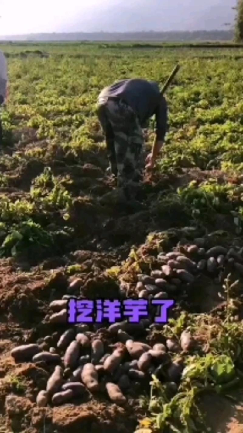 2023新鲜现挖现发紫土豆黑金刚5公斤装大果一件代发