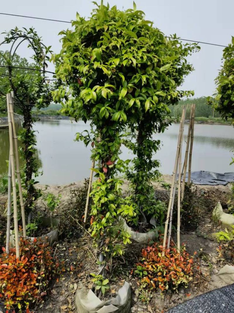 风车茉莉意大利络石棒棒糖