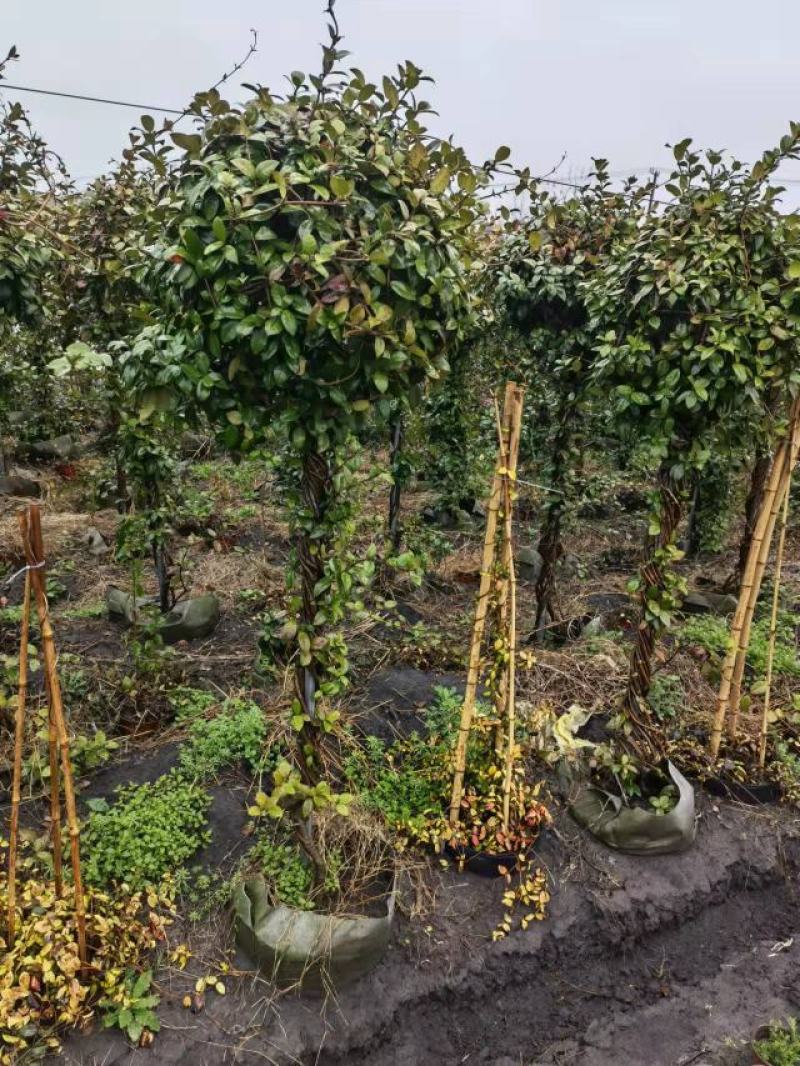 风车茉莉意大利络石棒棒糖