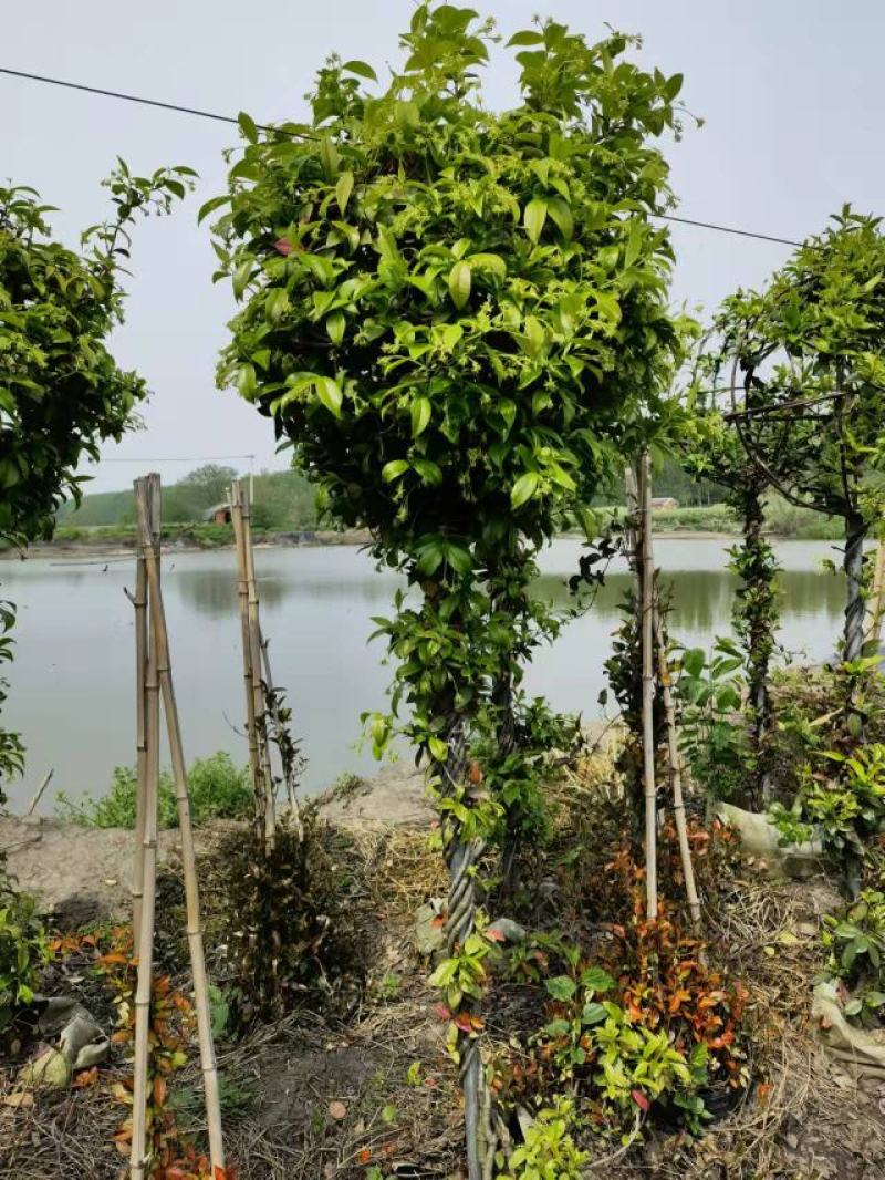 风车茉莉意大利络石棒棒糖
