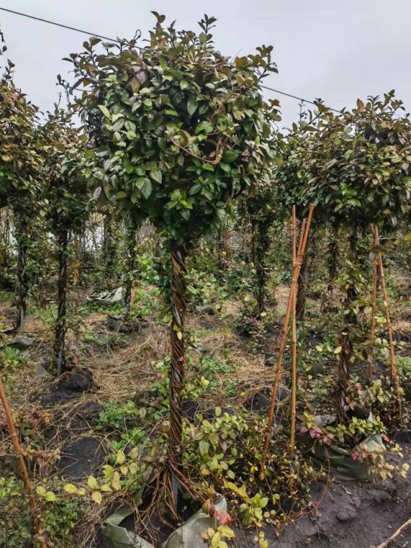 风车茉莉意大利络石棒棒糖