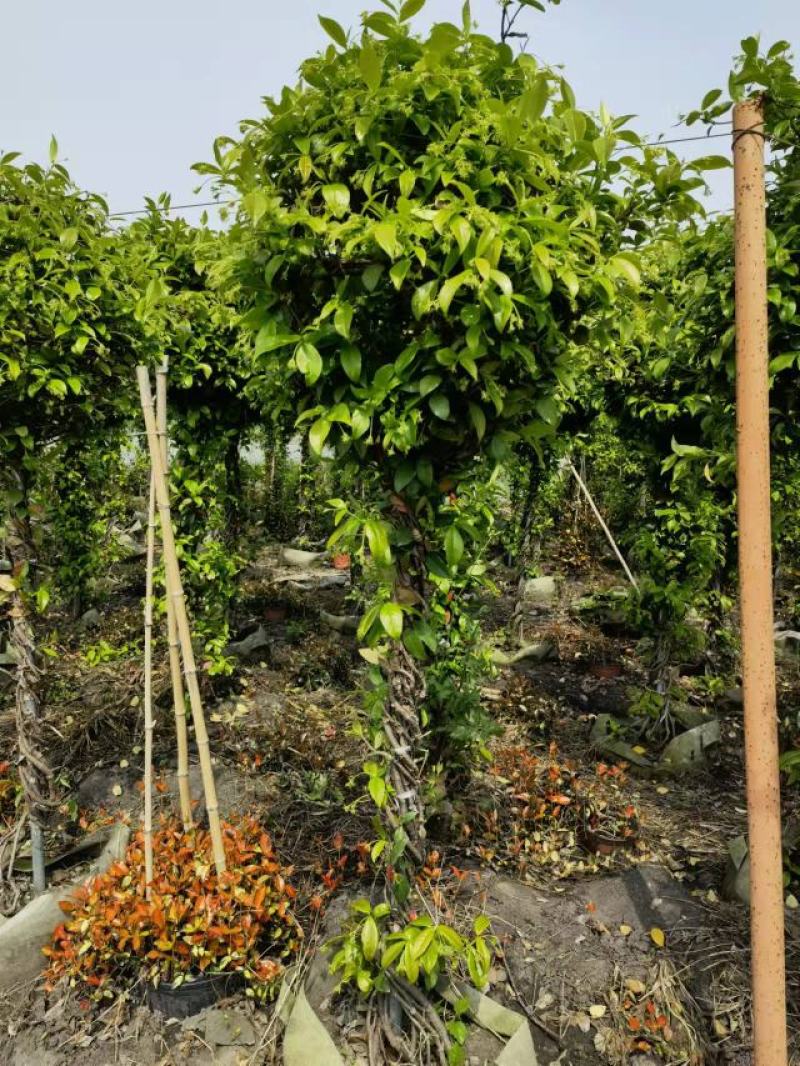 风车茉莉意大利络石棒棒糖