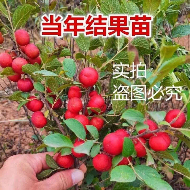农大中华钙果苗欧力苗新品果树苗南北方种植盆栽地栽当年结果