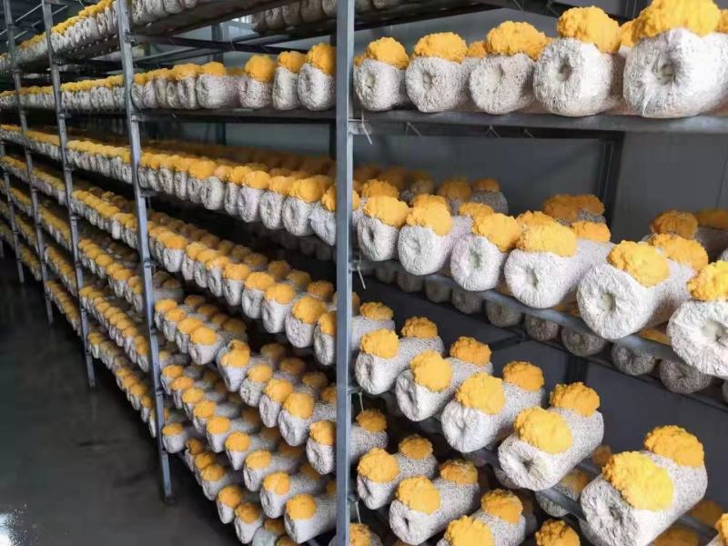 金耳菌种金耳菌棒大量生产中欢迎各位老板下单全程技术服务