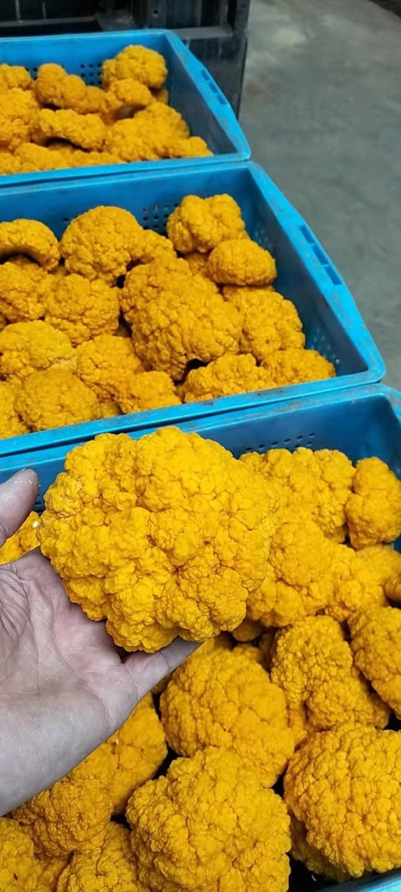 金耳菌种金耳菌棒大量生产中欢迎各位老板下单全程技术服务