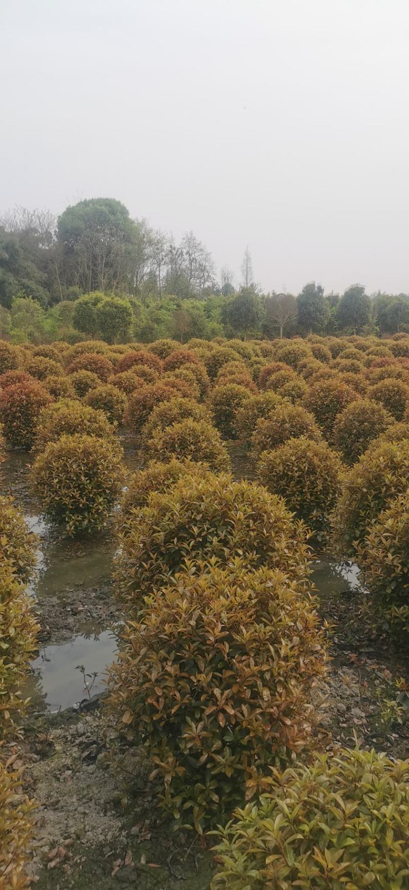 大量出售各规格精品红叶石楠球，量大从优，欢迎选购