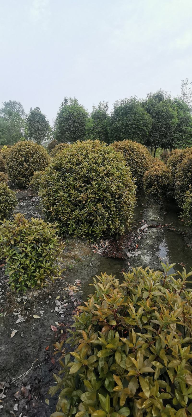 大量出售各规格精品红叶石楠球，量大从优，欢迎选购