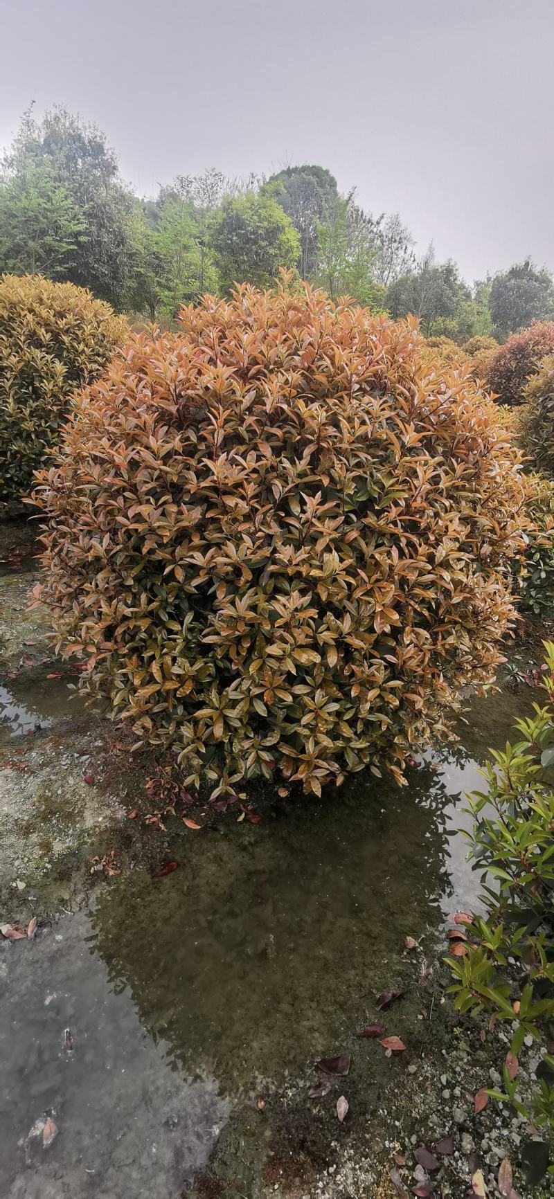 大量出售各规格精品红叶石楠球，量大从优，欢迎选购