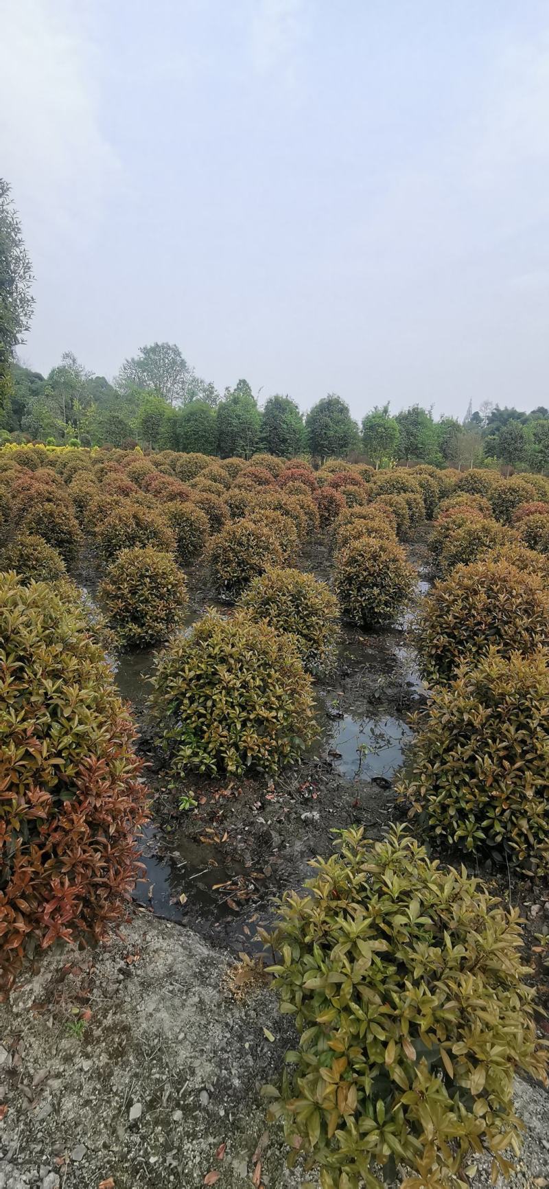 大量出售各规格精品红叶石楠球，量大从优，欢迎选购