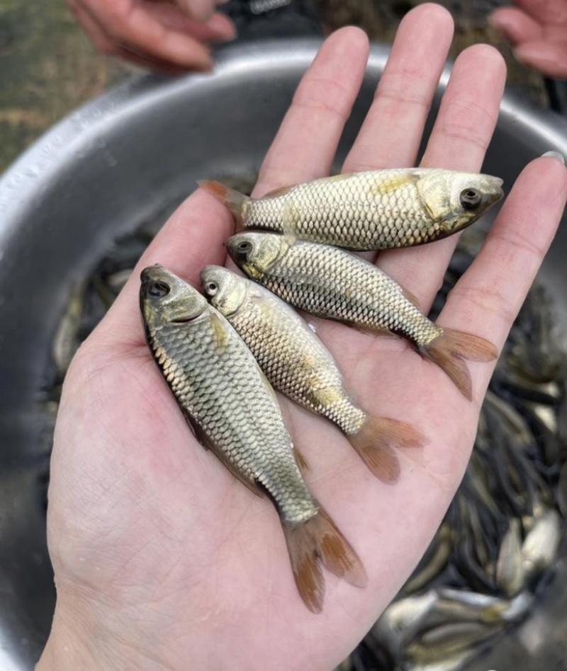 鲤鱼苗红尾鲤