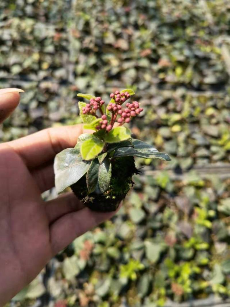 欧洲粉星荚蒾
