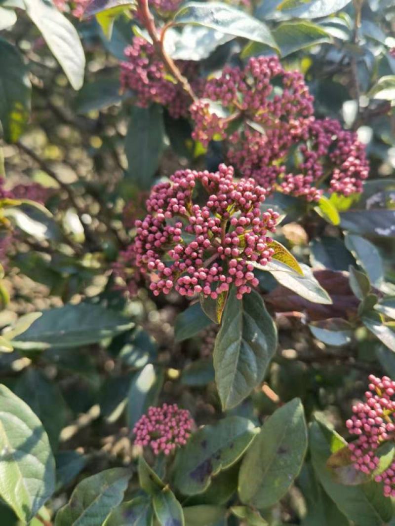 欧洲粉星荚蒾
