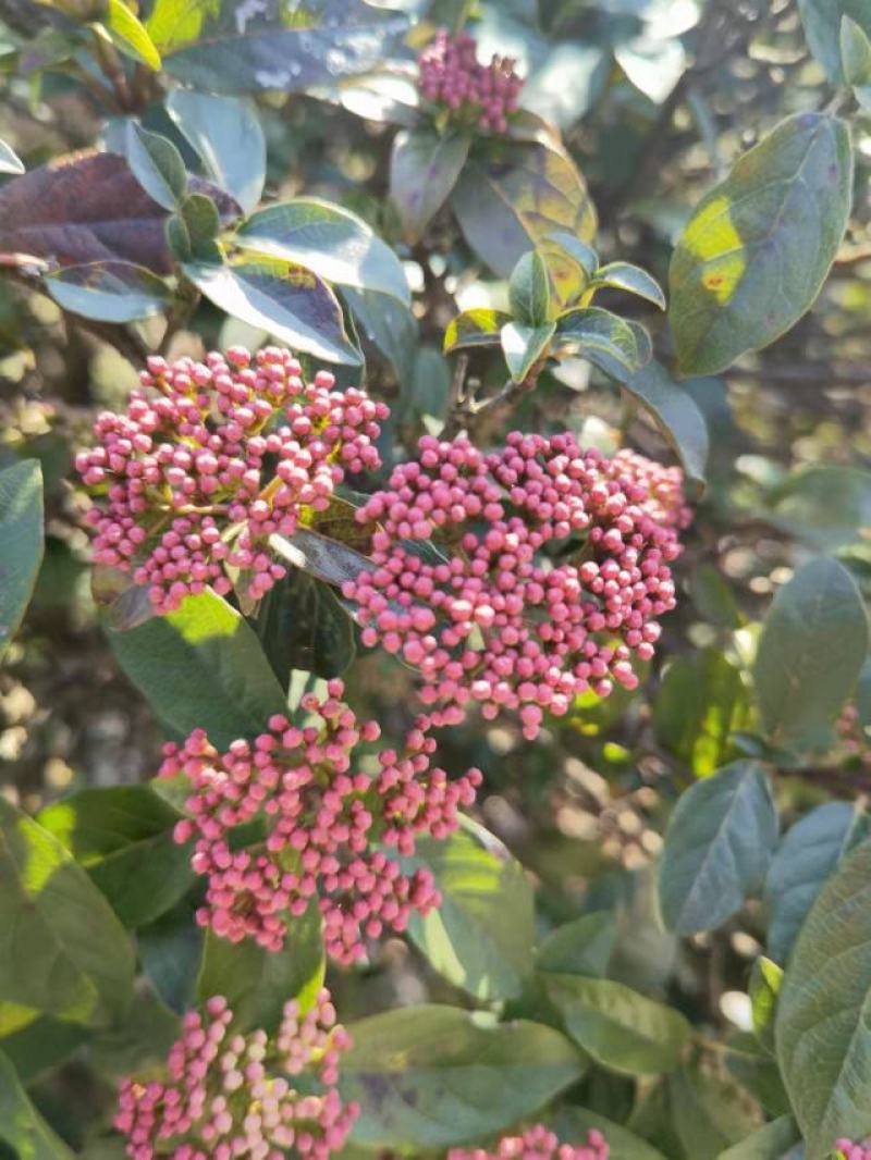 欧洲粉星荚蒾