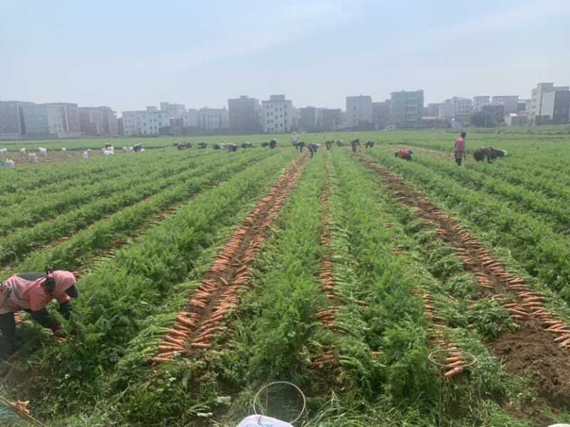 福建带泥胡萝卜电商，可冷库打冷，雨前货