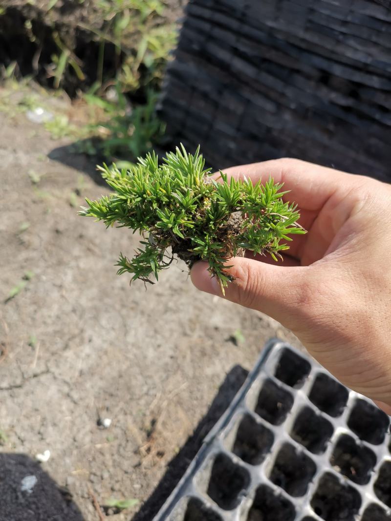 丛生芝樱丛生福禄考