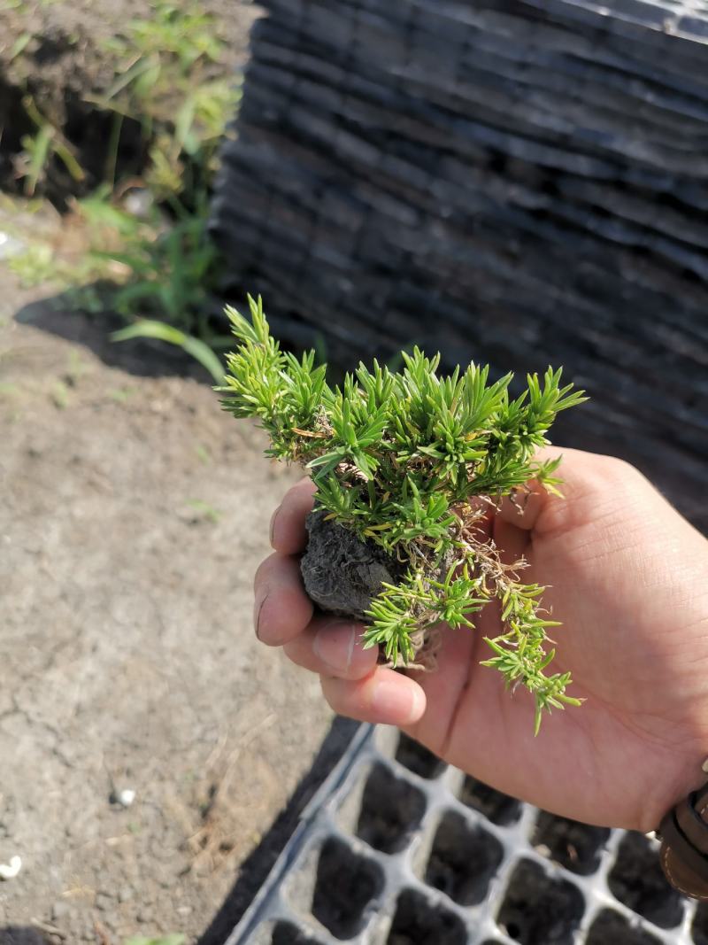 丛生芝樱丛生福禄考