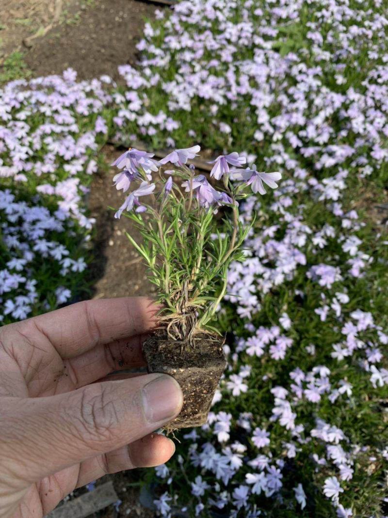 丛生芝樱丛生福禄考