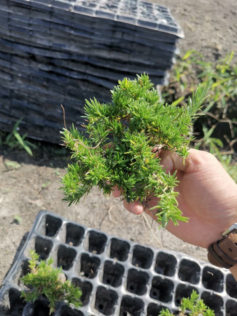 丛生芝樱丛生福禄考