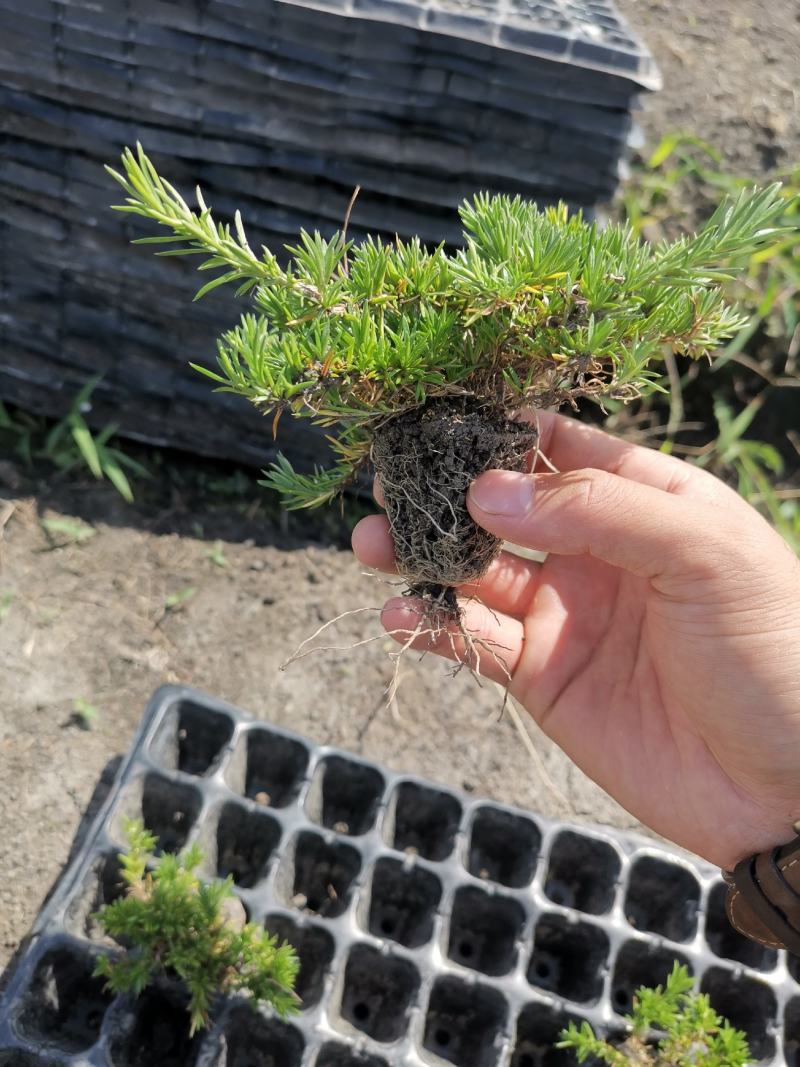 丛生芝樱丛生福禄考