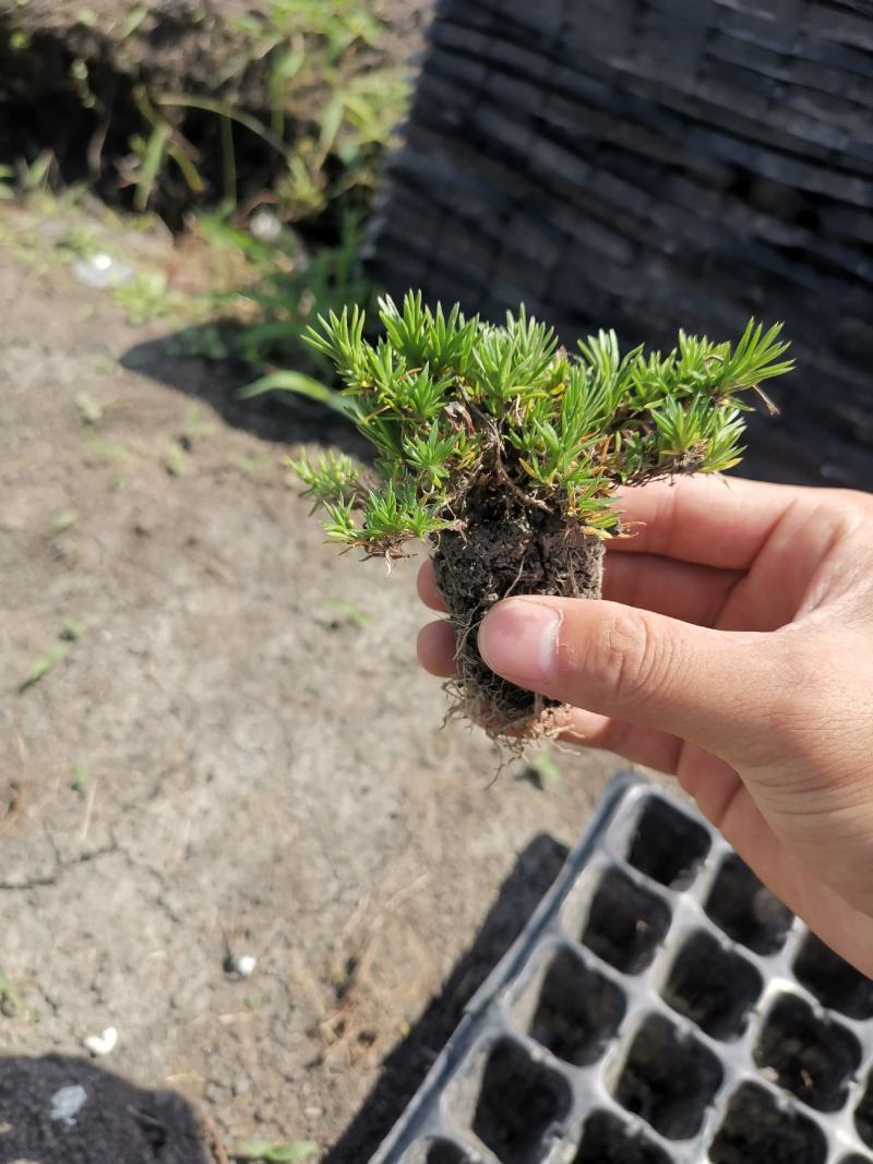 丛生芝樱丛生福禄考