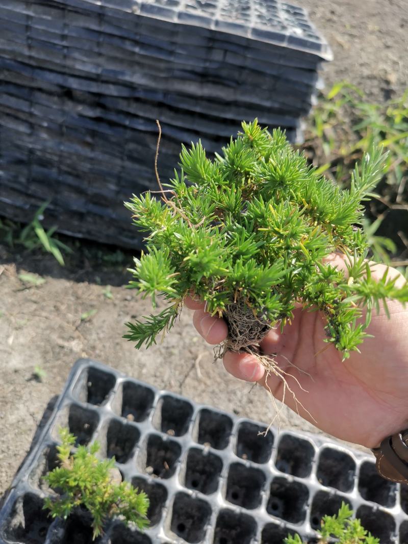 丛生芝樱丛生福禄考