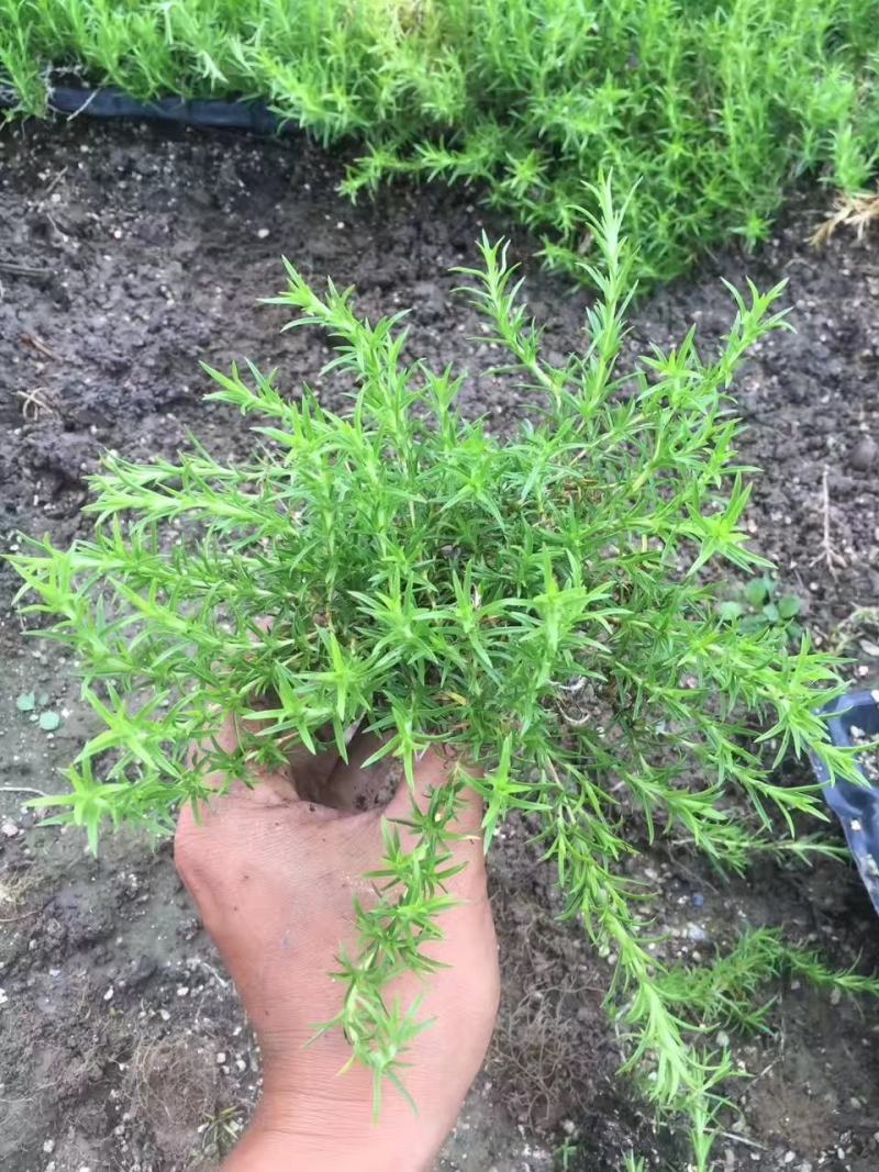 丛生芝樱丛生福禄考