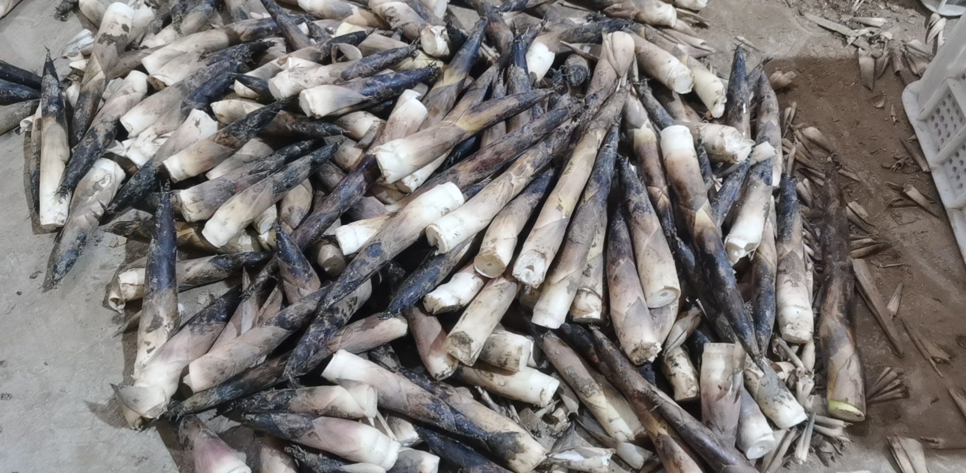 雷笋子的现代化加工生产线,展示其初加工与包装流程 雷笋子加工生产线