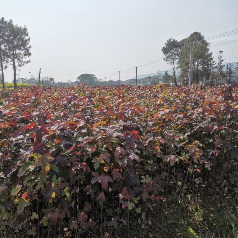 枫香苗，枫香树苗，一年生裸根枫香，枫香小苗