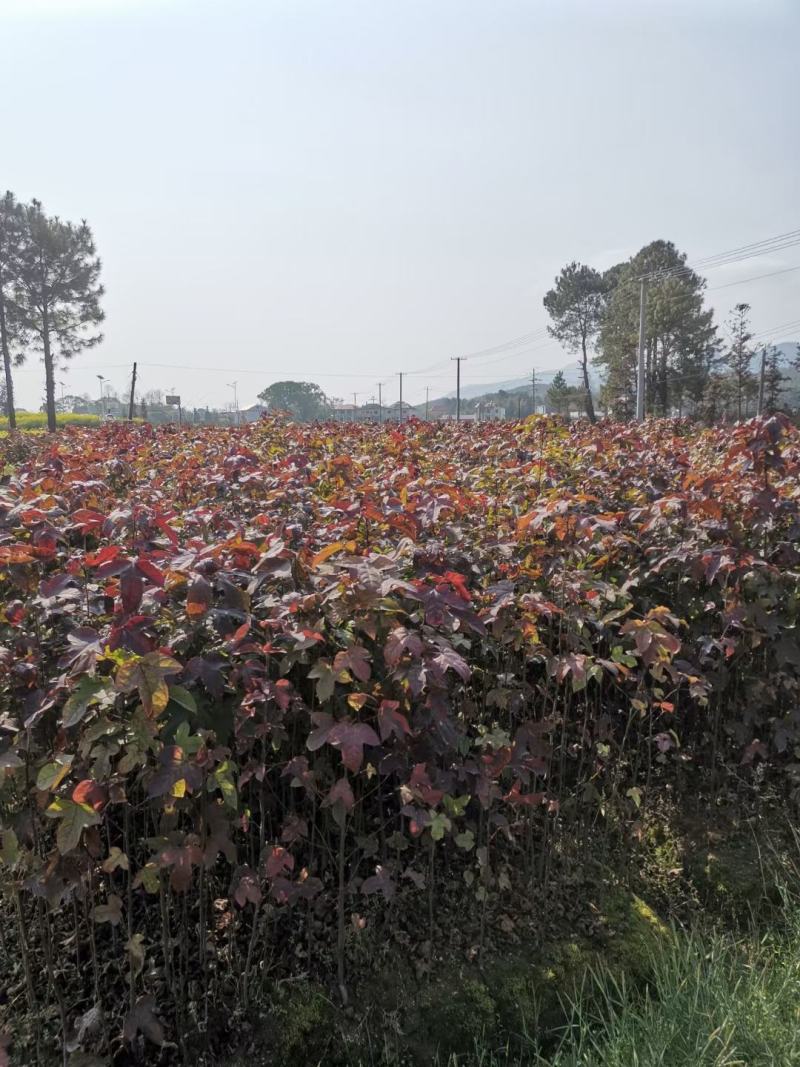 枫香苗，枫香树苗，一年生裸根枫香，枫香小苗