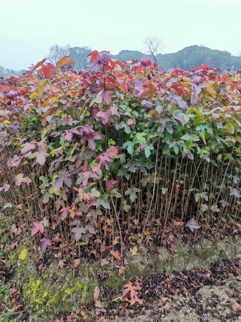 枫香苗，枫香树苗，一年生裸根枫香，枫香小苗