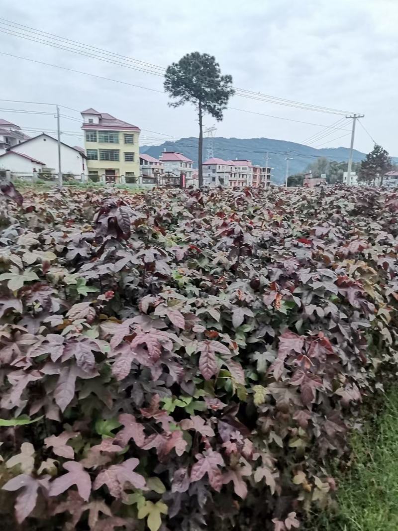 枫香苗，枫香树苗，一年生裸根枫香，枫香小苗