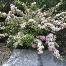 花叶锦带，斑叶锦带