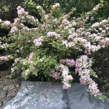 花叶锦带，斑叶锦带