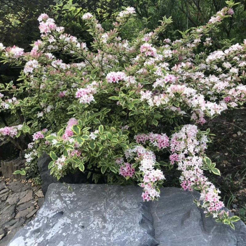 花叶锦带，斑叶锦带