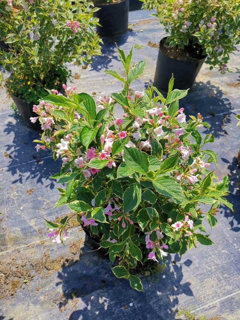 花叶锦带，斑叶锦带