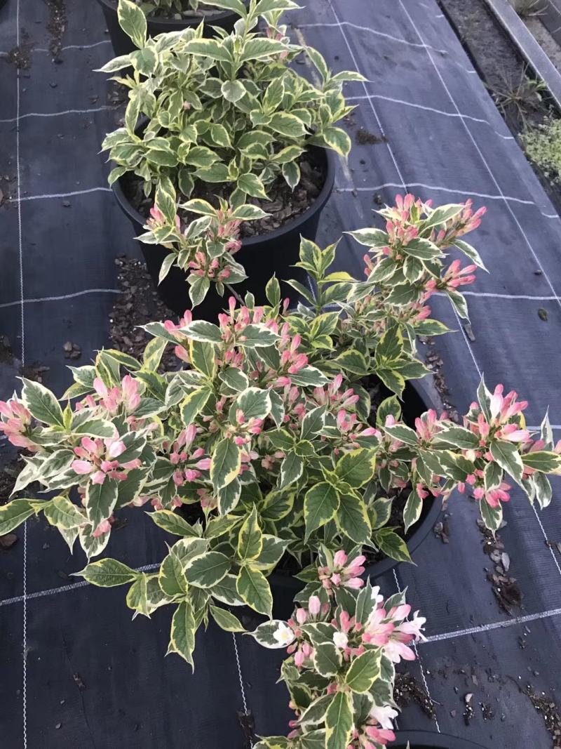 花叶锦带，斑叶锦带