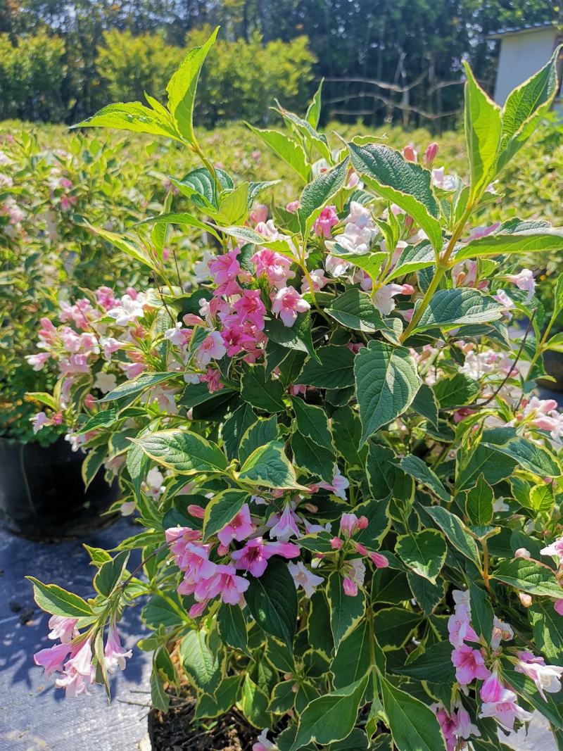花叶锦带，斑叶锦带