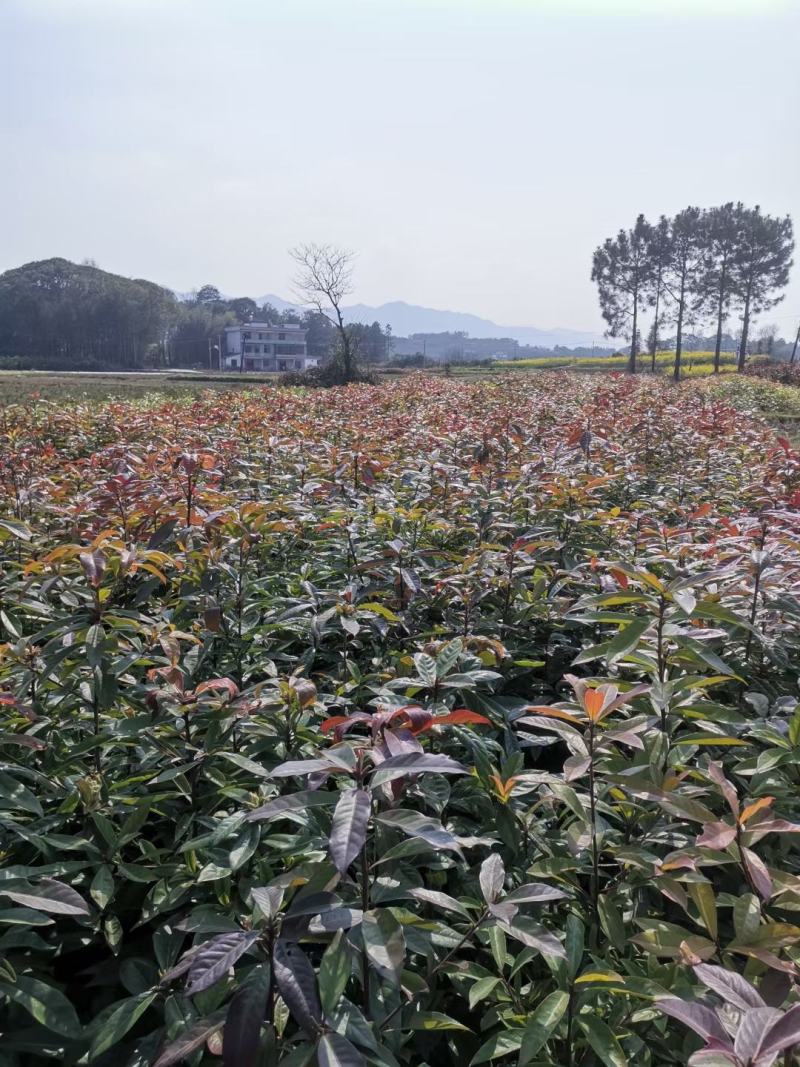 木荷苗，一年生裸根木荷苗，江西木荷苗