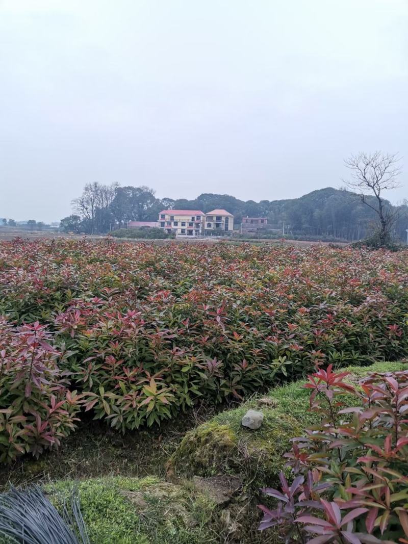 木荷苗，一年生裸根木荷苗，江西木荷苗